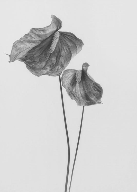 Anthurium | Canvastaulut