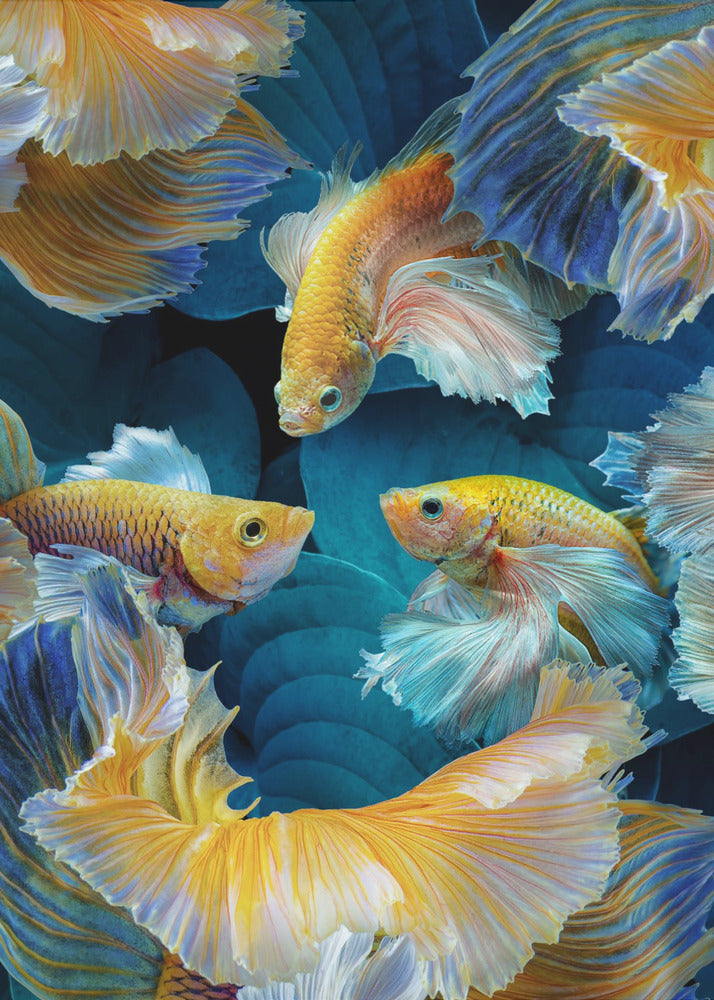 ColorFish | Stampe su Tela