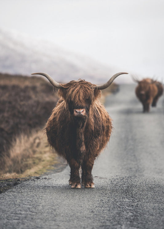 Vache | Tableaux sur Toile