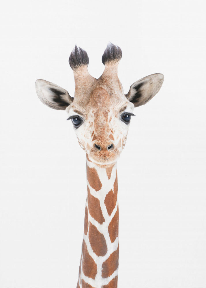 Giraffunge | Canvas