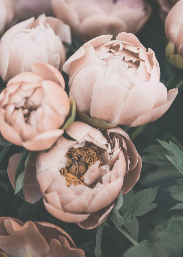 Koraalpioenrozen | Canvasprints