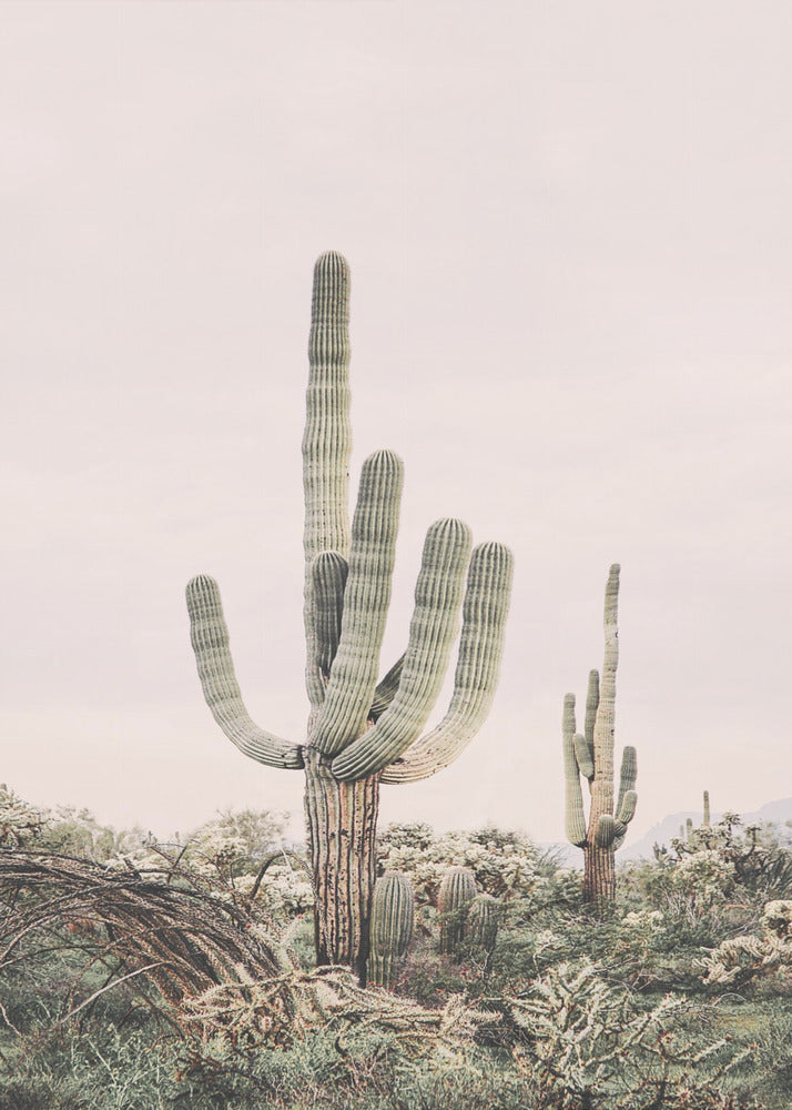 Rosa Saguaro | Canvas