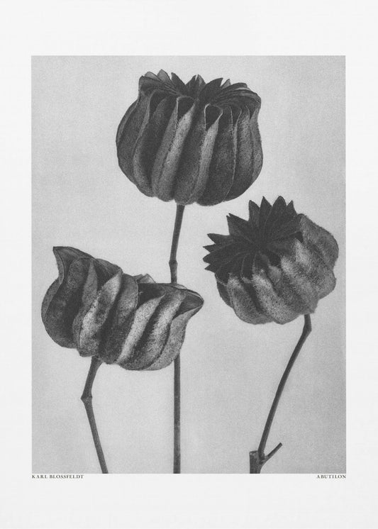 Abutilon (Limoenkaasjeskruid | Canvasprints
