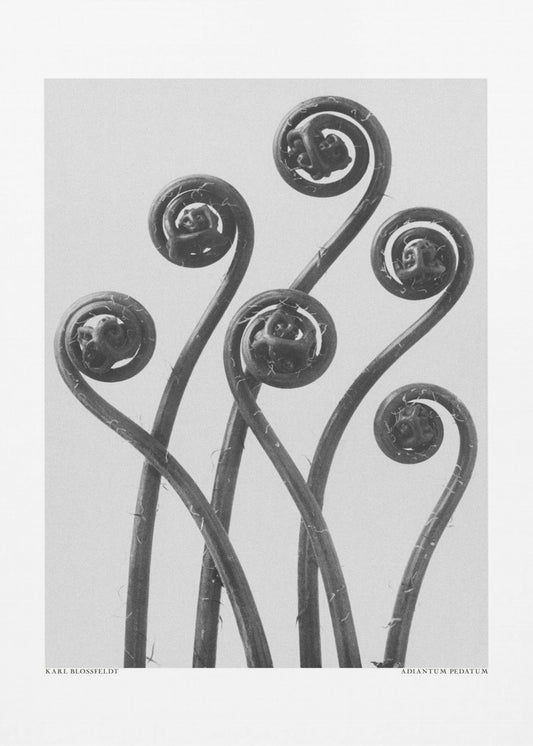 Adiantum pedatum | Canvasprints