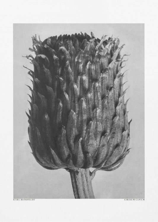 Cirsium Canum (Distel) | Canvasprints