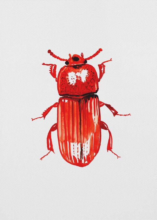 Uloma culinaris | Canvas