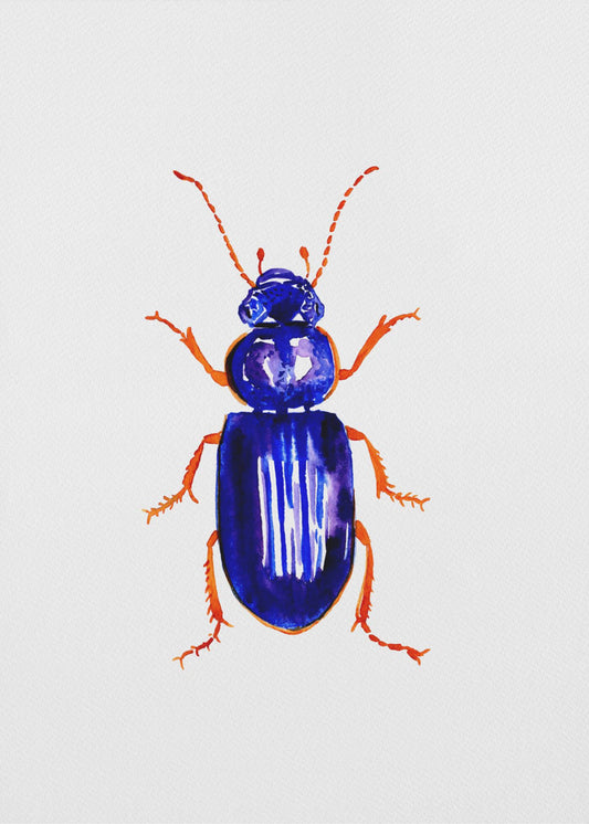 Ophonus minimus | Canvas