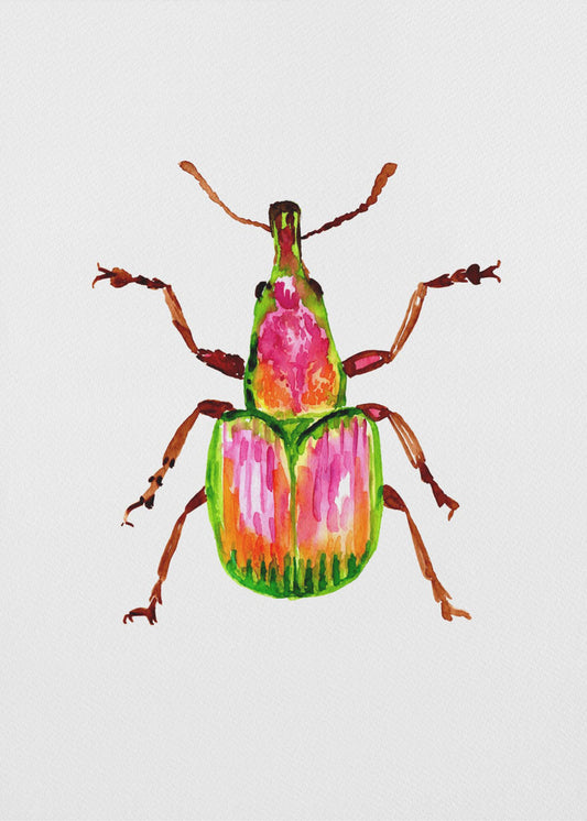 Apricot weevil or Epirhynchites auratus | Canvas