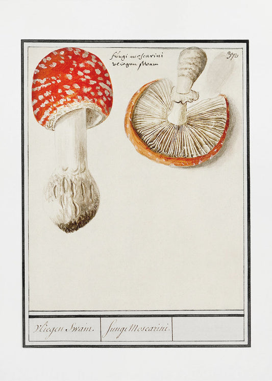 Amanite mouche, Amanita muscaria | Tableaux sur Toile