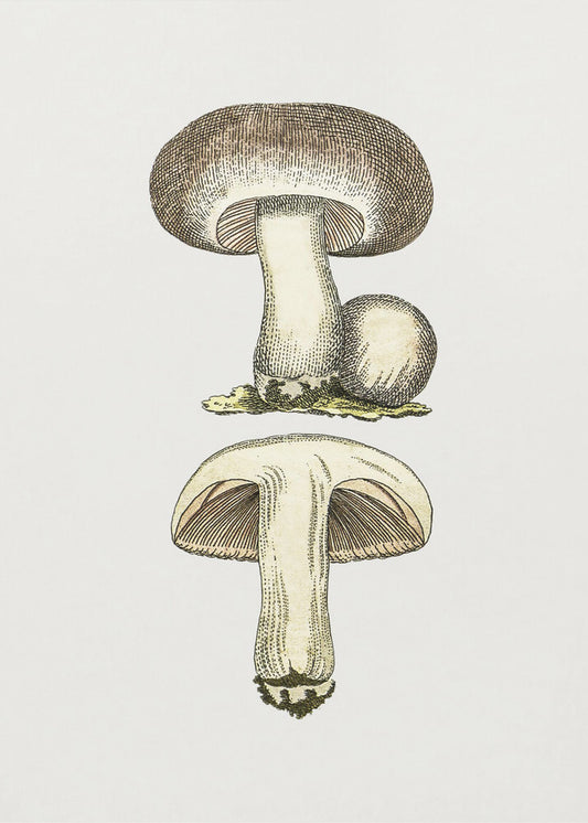 Champignon des champs dessiné à la main gris | Tableaux sur Toile