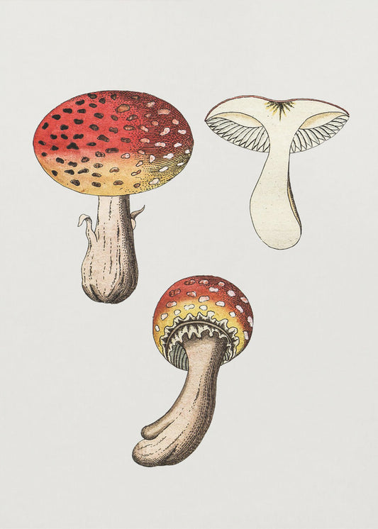 Champignon amanite tue-mouches dessiné à la main | Tableaux sur Toile