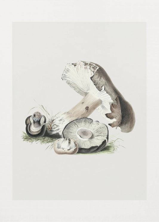 Champignon Agaricus Augustus vintage 50x70 | Tableaux sur Toile