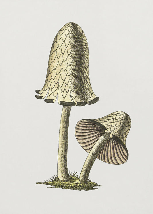 Champignon comestible vintage à capuchon d'encre | Tableaux sur Toile