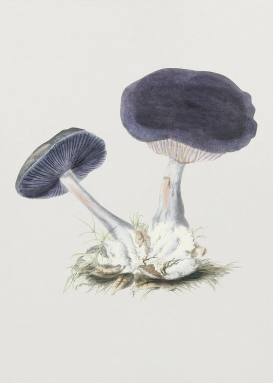 Champignon Webcap violet vintage | Tableaux sur Toile