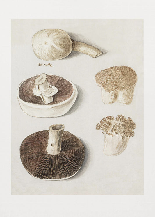 Agaricus campestris, champignon commun des prés, debout | Tableaux sur Toile