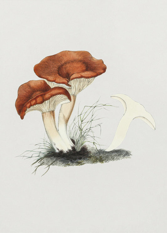 Champignon Lactaire roux dessiné à la main | Tableaux sur Toile