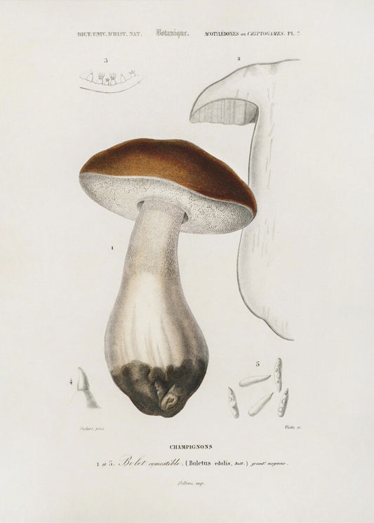 Bolet edulis (Boletus Edulis) | Tableaux sur Toile