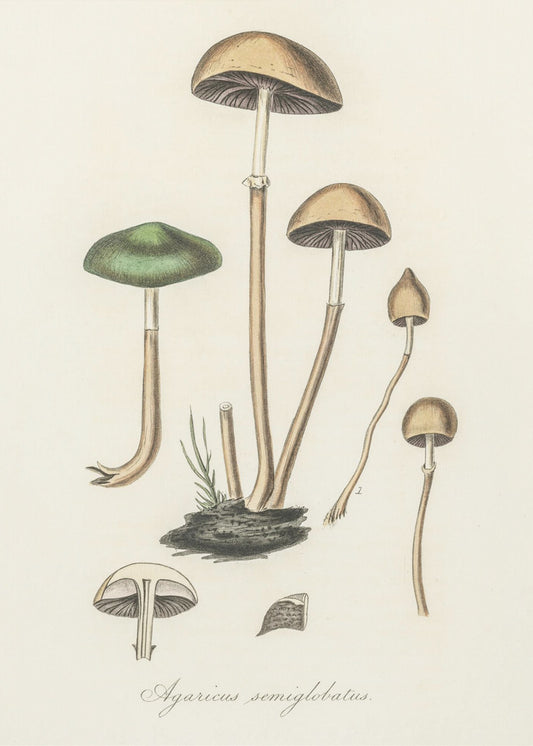 Agaricus Semiglobatus | Leinwand-Bilder