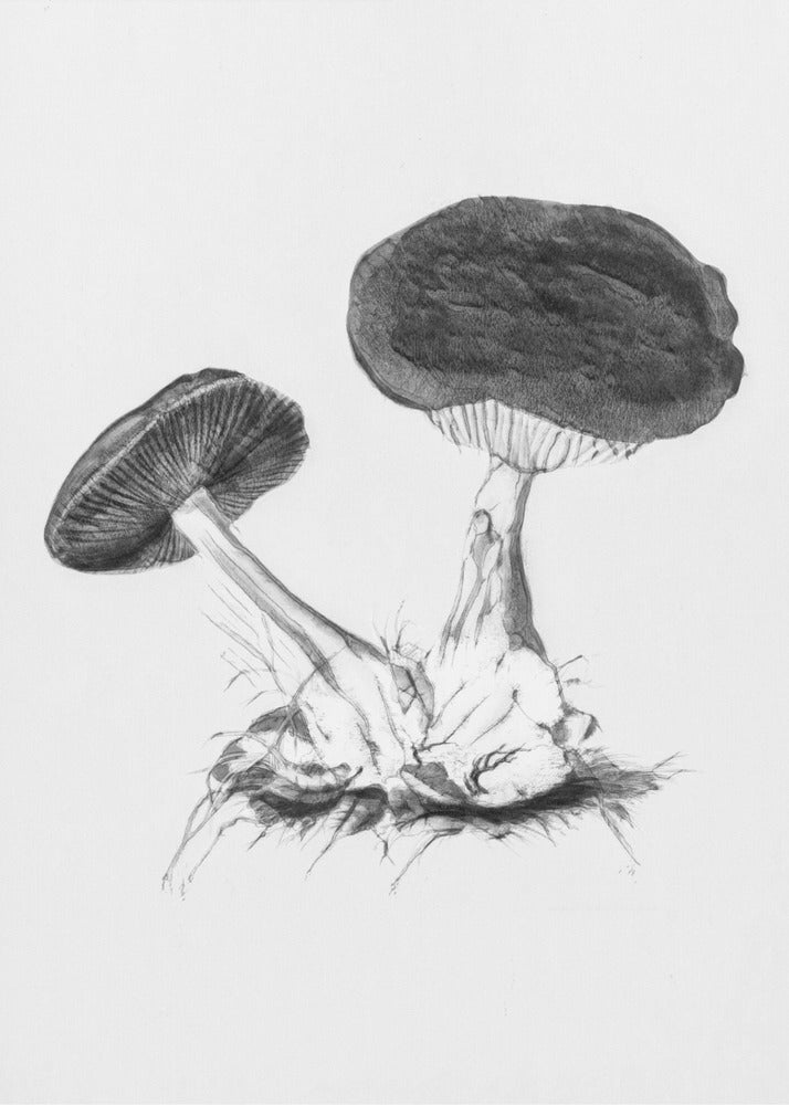 Vintage Violett Webbmössa Svamp Ljus BW | Canvas