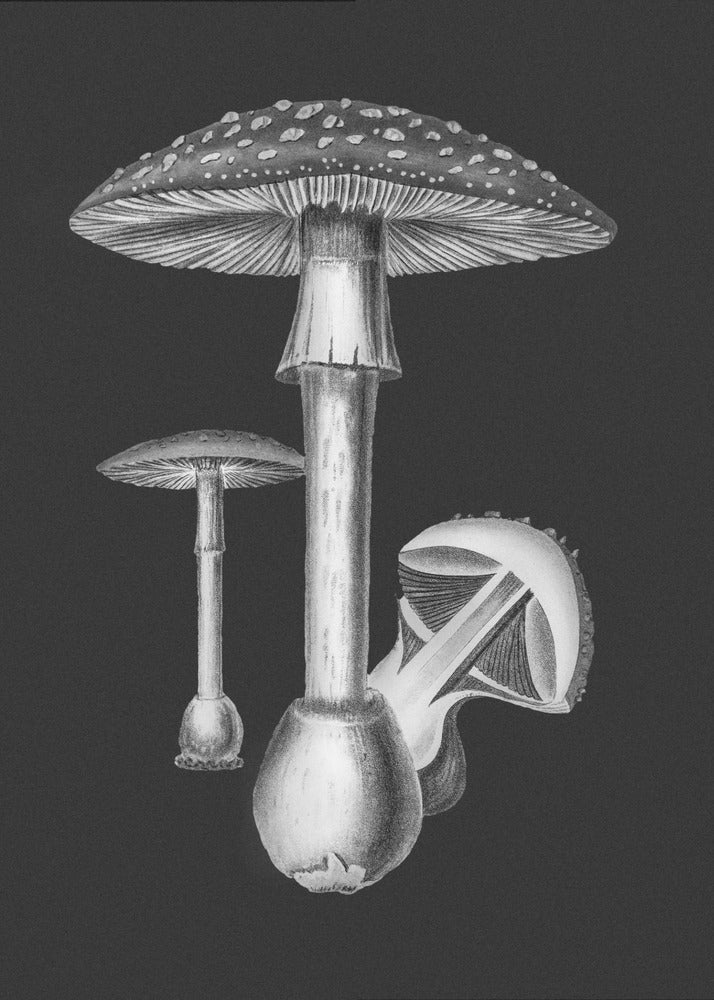 Amanita Muscaria mørk baggrund sort/hvid | Lærredsbilleder