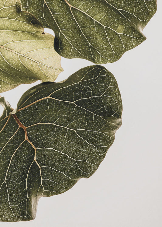 Abutifolia nr 1 | Canvas