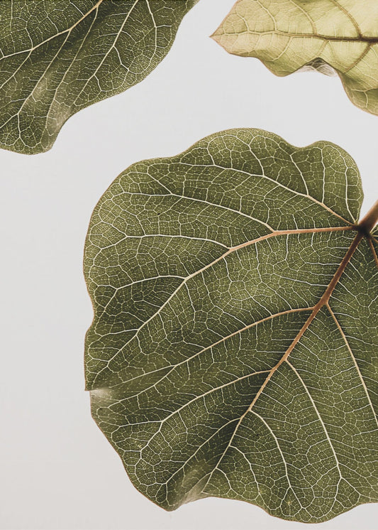 Abutifolia nr 2 | Canvas