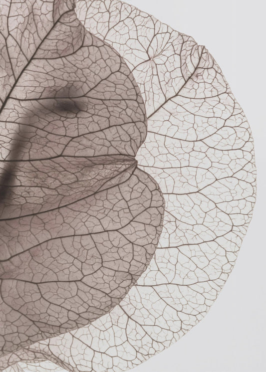 Bougainvilleaön | Canvas