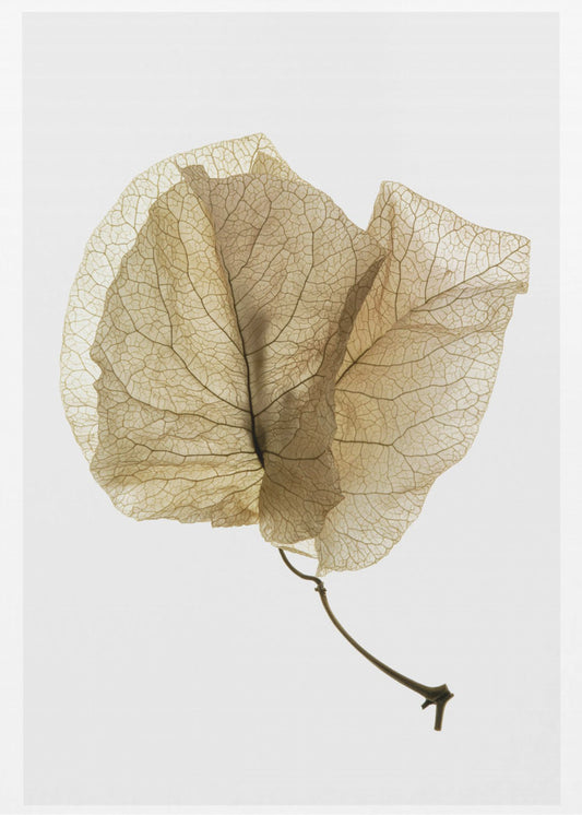 Bougainvilleastudie nr 3 | Canvas