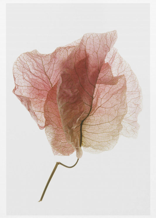 Bougainvillea-studie nr 4 | Canvas