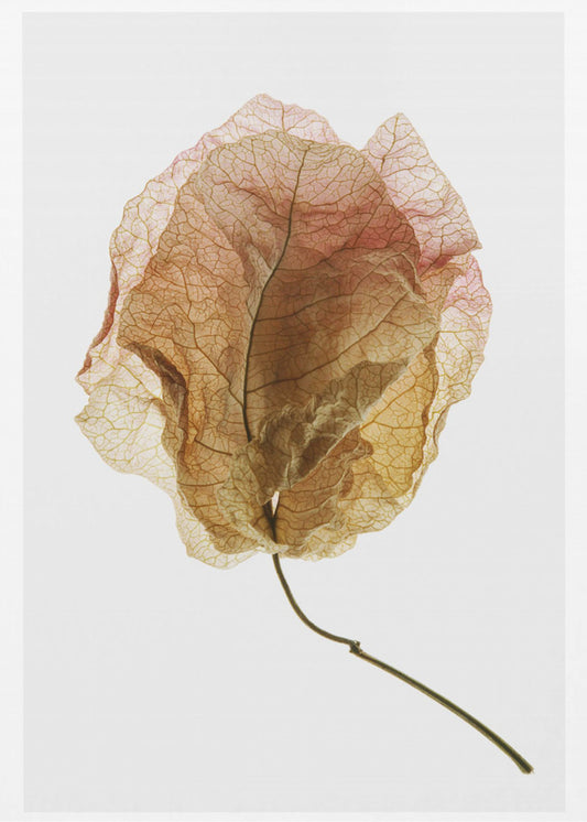 Bougainvillea-studie nr 6 | Canvas