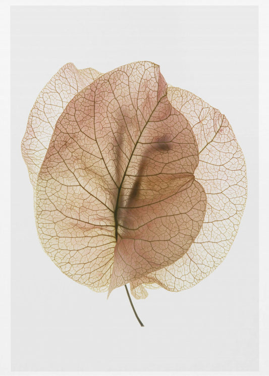Bougainvillea-studie nr 7 | Canvas