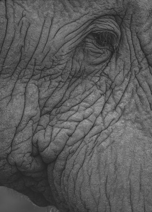 Elefant 01 | Canvas