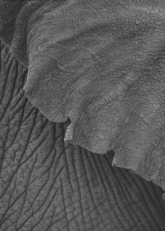 Elefant 02 | Canvas