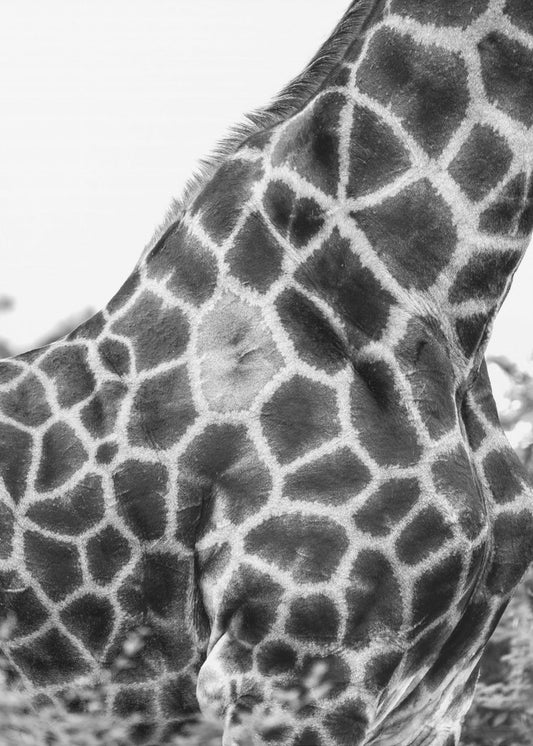 Supersafari nr 3 | Canvas