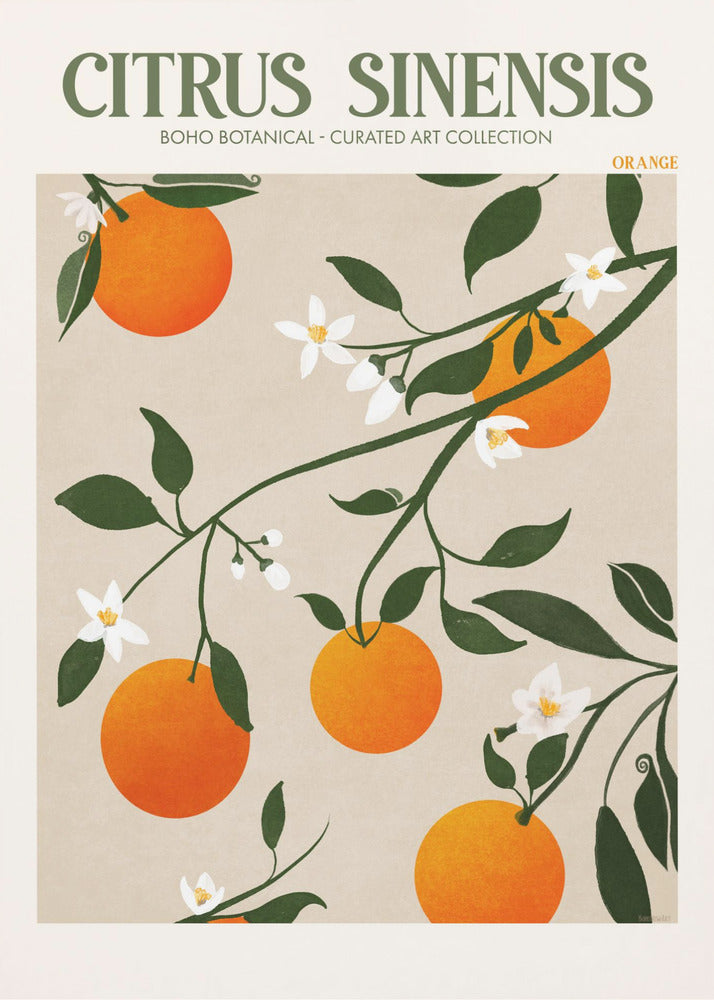 Citrus Sinensis - Apelsin | Canvas