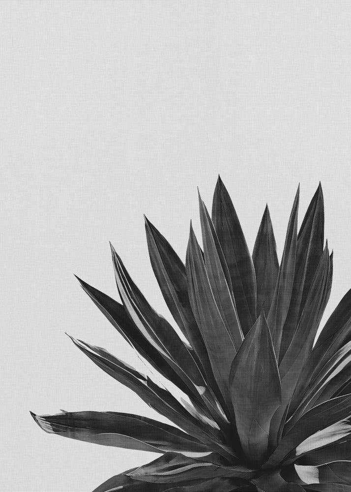 Cactus Agave Noir et Blanc | Toile