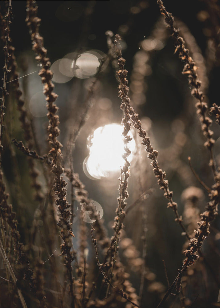 Luces de otoño 2 | Impresiones en Lienzo