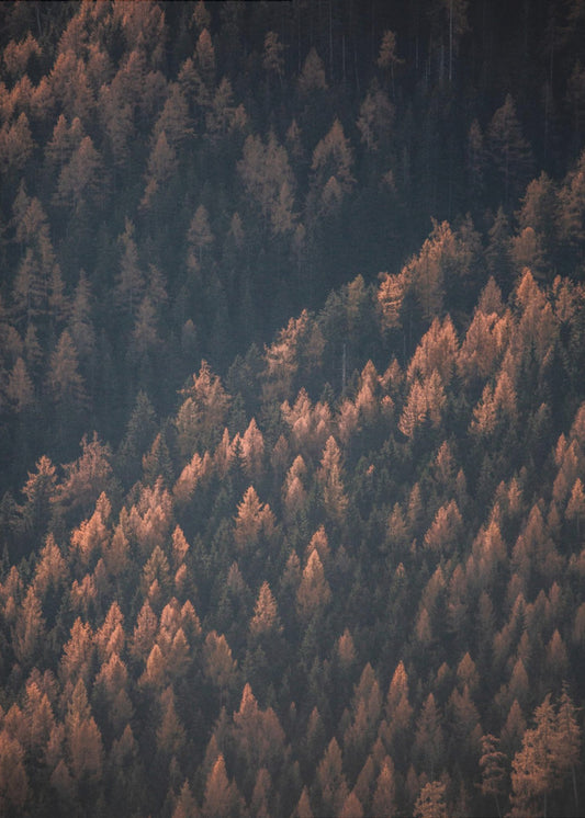 Höstskogen 2 | Canvas