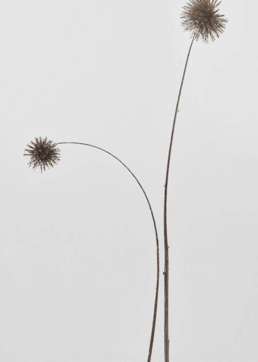 Botany | Canvas