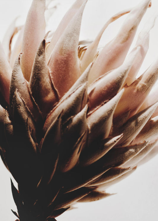 Protea | Canvas