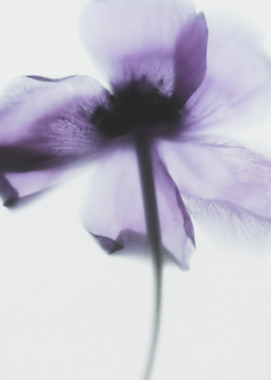Purple Poppy | Canvas