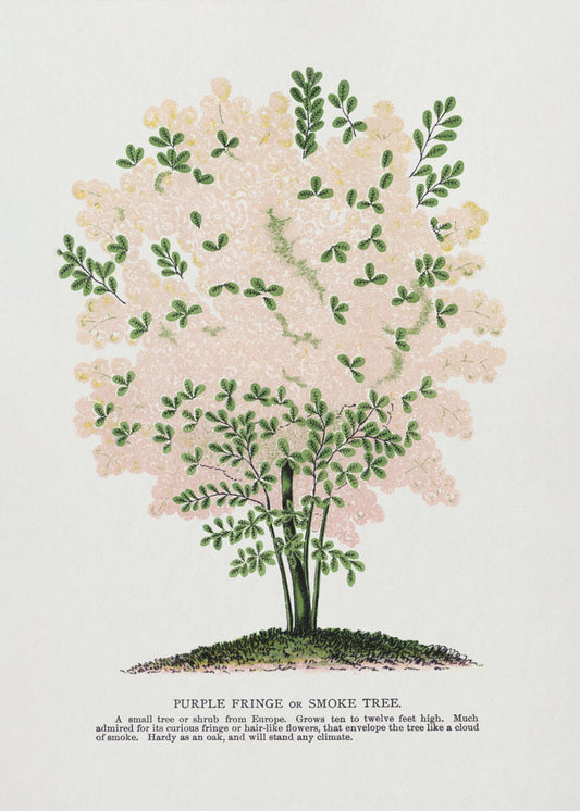 Lithographie de l'arbre à franges violettes | Tableaux sur Toile