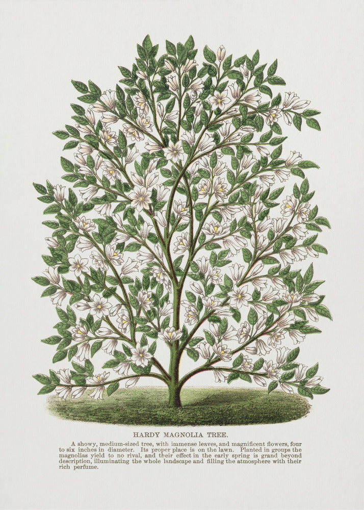 Litografia: Drzewo Magnolii Wytrzymałej | Wydruki na łótnie