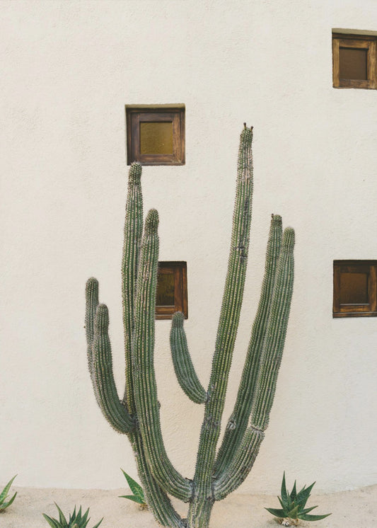 Cabo Cactus IX | Leinwand-Bilder
