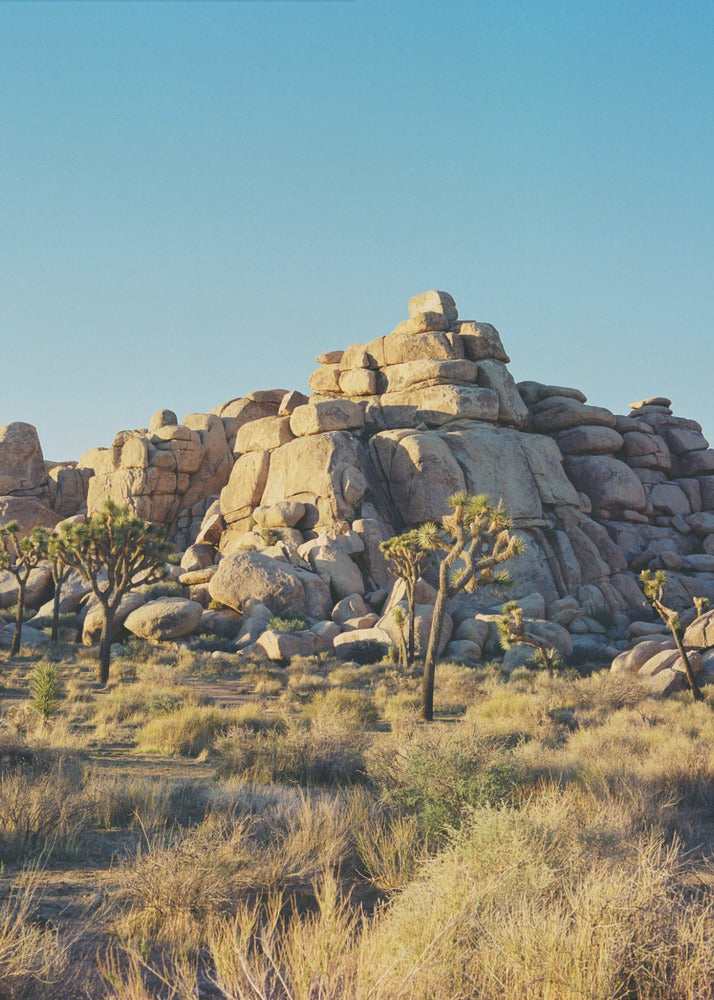 Tramonto a Joshua Tree | Stampe su Tela