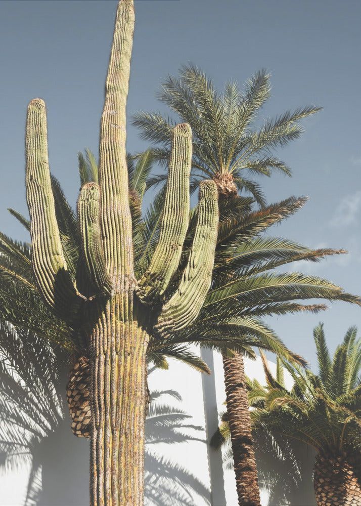 Kaktus Las Vegas | Canvas