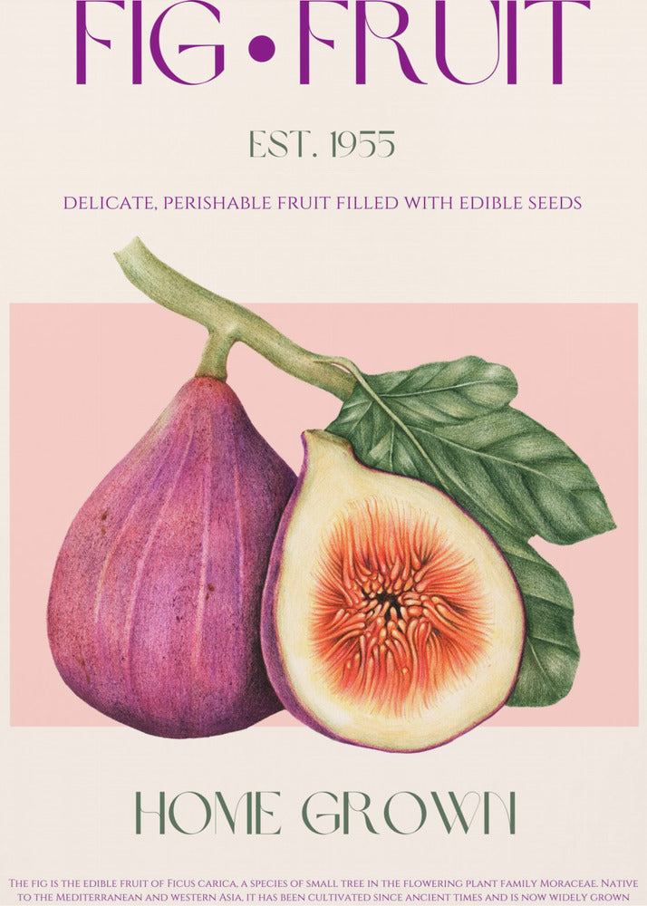 Vintage Fig Delight | Poster