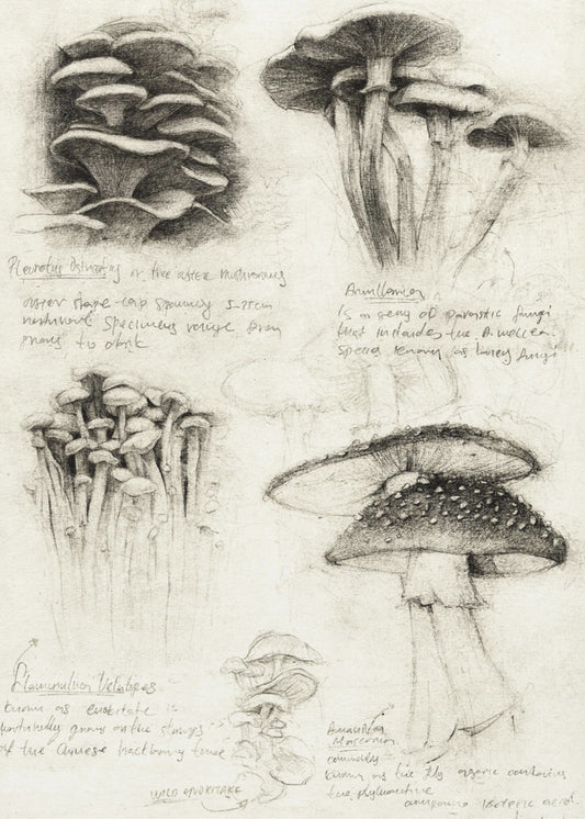 Divers champignons botaniques | Tableaux sur Toile