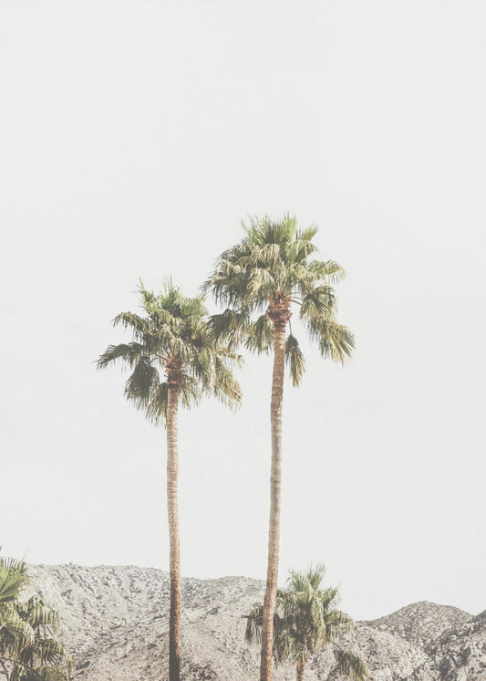Palm Springs Palmer | Canvas