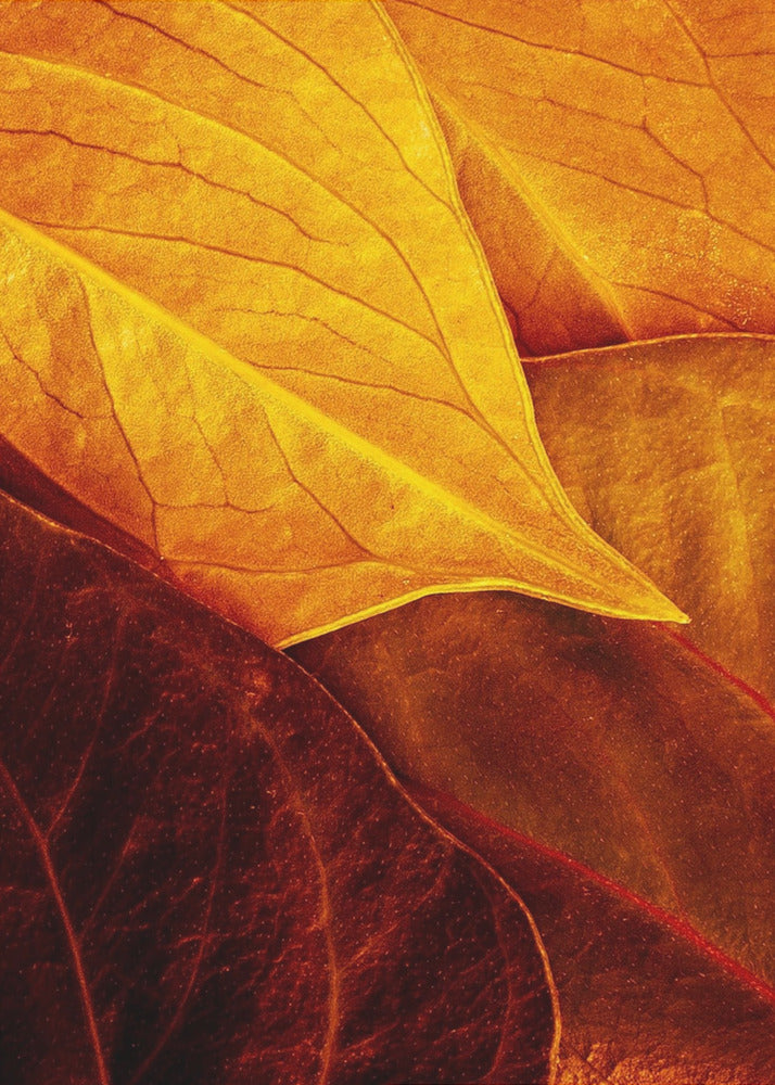 Feuilles | Tableaux sur Toile